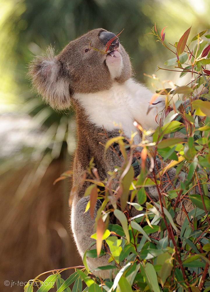 21 Koala, Western Australia