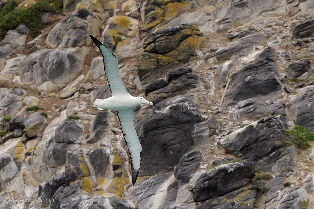 27 Albatross, Otago Peninsula