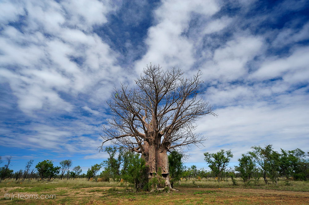 28 Boab Tree, Western Australia